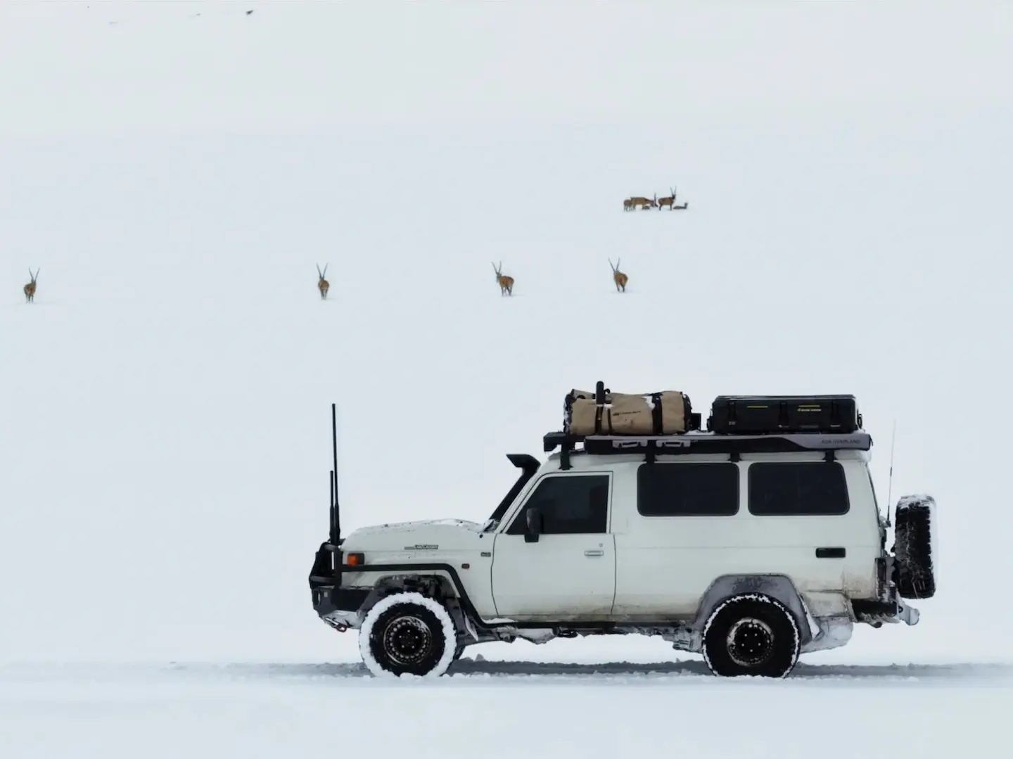 White Land Cruiser 78 troop carrier with a loaded roof rack on a snowfield, wild antelope in the distance